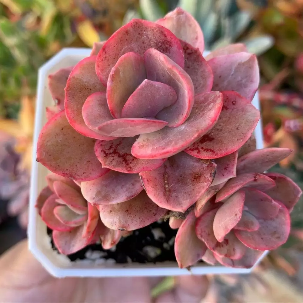 Tanaman hias daun pink Instagram