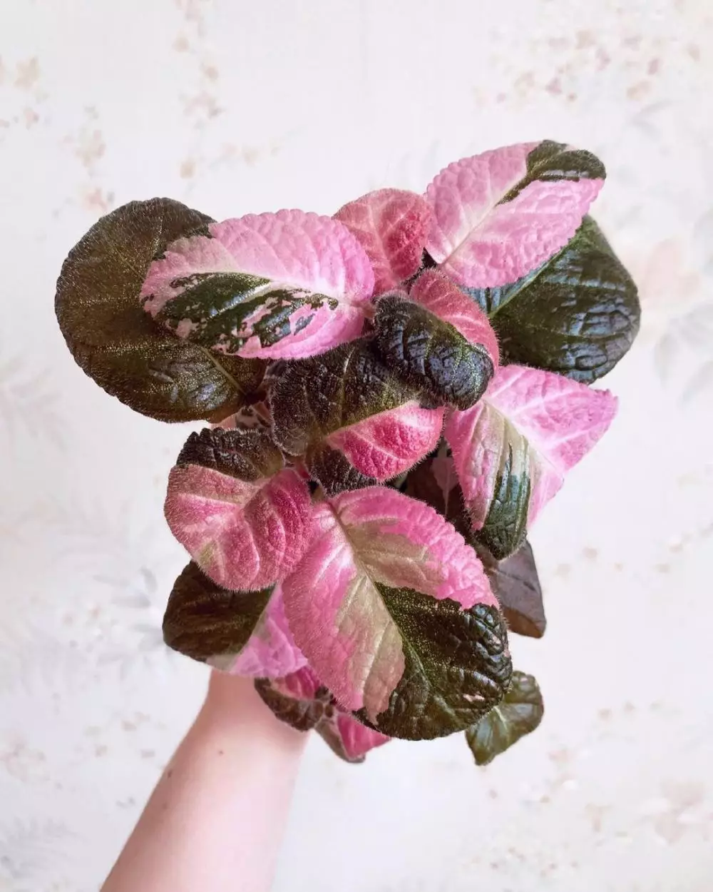 Tanaman hias daun pink Instagram