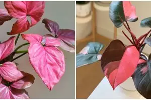 10 Tanaman hias daun pink, rumah menjadi indah dan asri