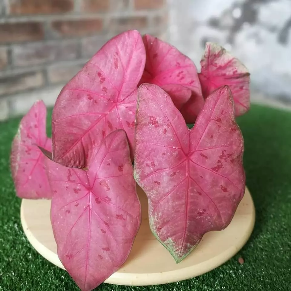 Keladi wayang ini miliki warna eksotis Instagram Keladi wayang ini miliki warna eksotis Instagram