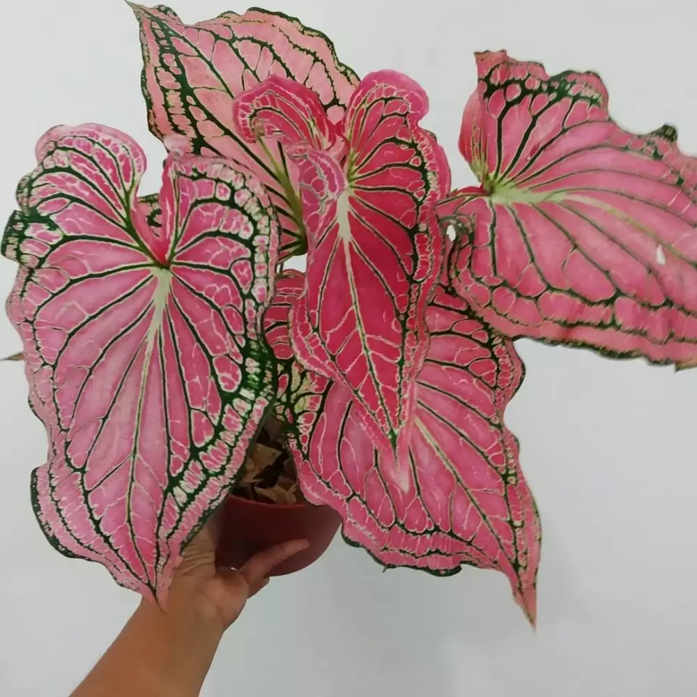 Keladi wayang ini miliki warna eksotis Instagram Keladi wayang ini miliki warna eksotis Instagram