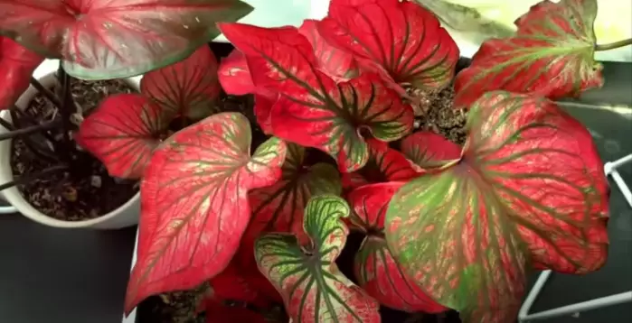 Keladi wayang ini miliki warna eksotis Instagram Keladi wayang ini miliki warna eksotis Instagram