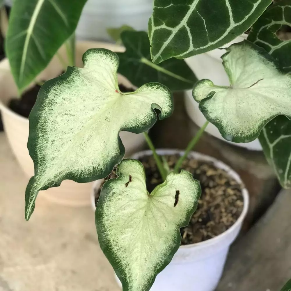 Keladi wayang ini miliki warna eksotis Instagram Keladi wayang ini miliki warna eksotis Instagram