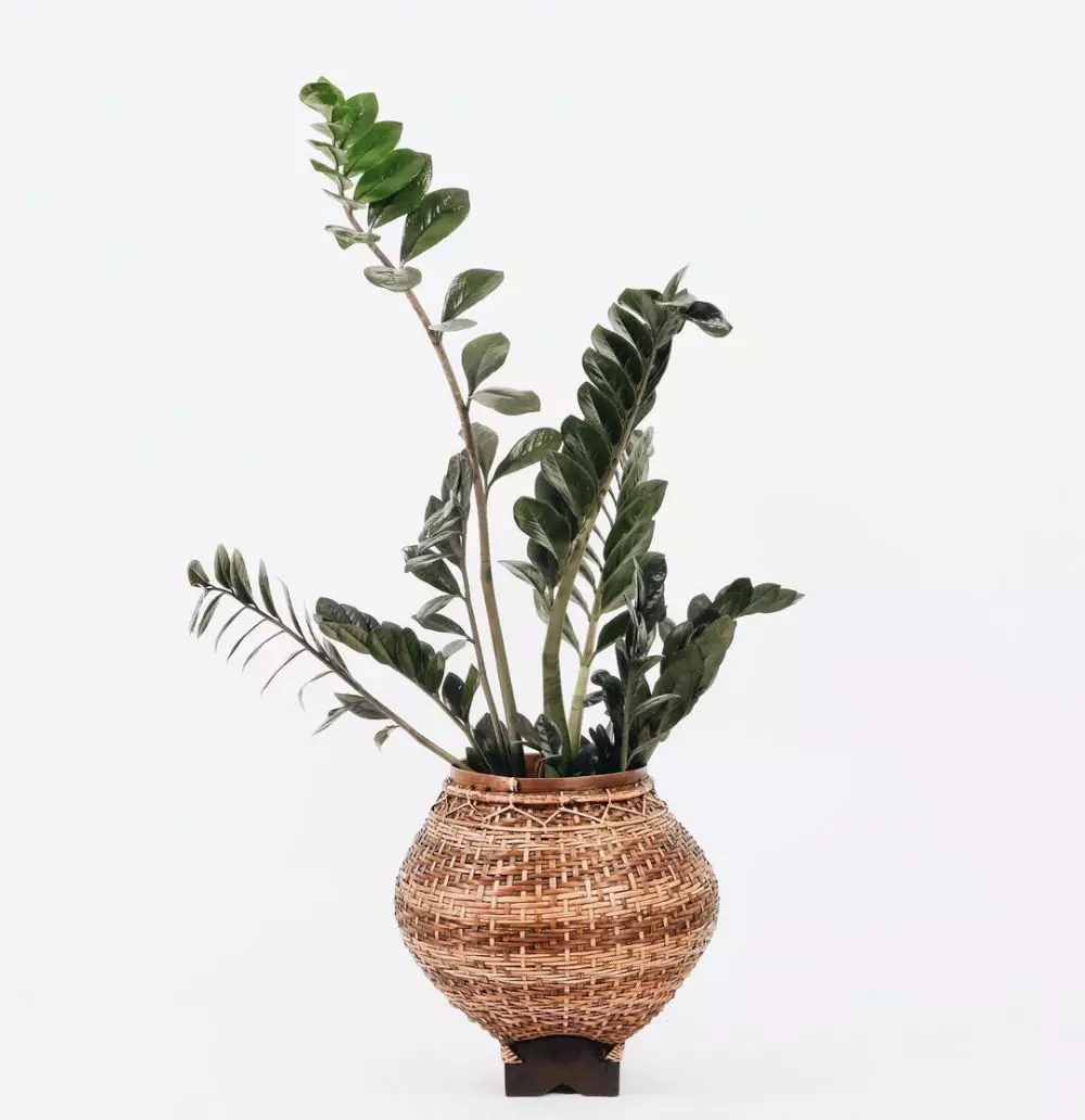 Masalah yang kerap terjadi pada tanaman zamia © Instagram