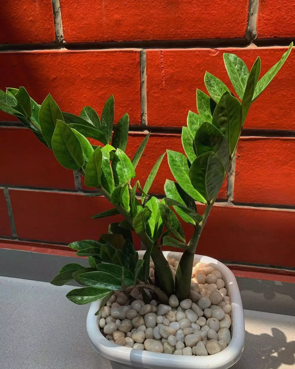 Masalah yang kerap terjadi pada tanaman zamia © Instagram