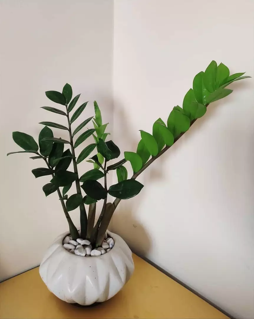 Masalah yang kerap terjadi pada tanaman zamia © Instagram