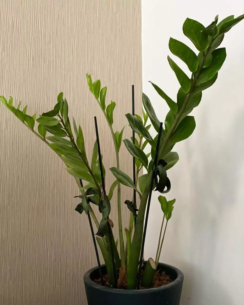 Masalah yang kerap terjadi pada tanaman zamia © Instagram