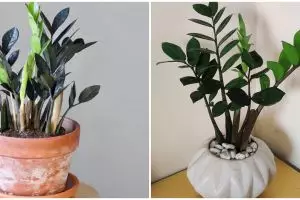 Masalah yang kerap terjadi pada tanaman zamia, bikin cepat layu