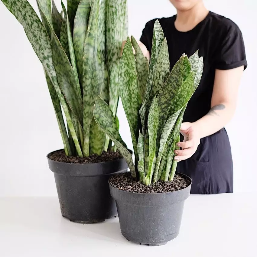 Tanaman hias daun lancip Instagram