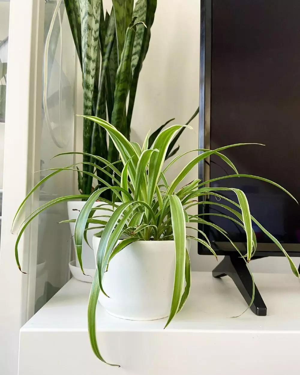 Tanaman hias daun lancip Instagram