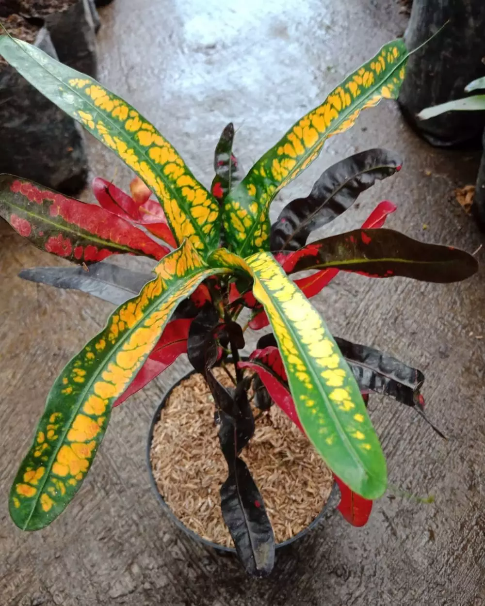 Tanaman hias daun lancip Instagram Tanaman hias daun lancip Instagram