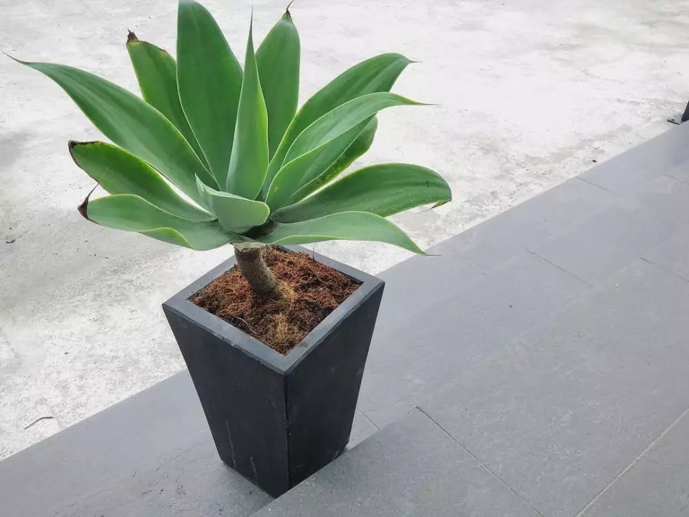 Tanaman hias daun lancip Instagram