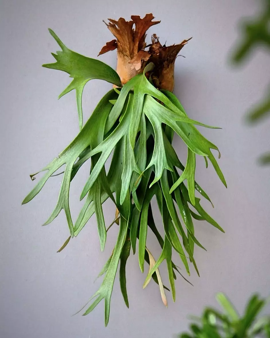 Tanaman hias daun lancip Instagram