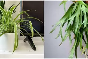 6 Tanaman hias daun lancip, dapat memperindah rumah