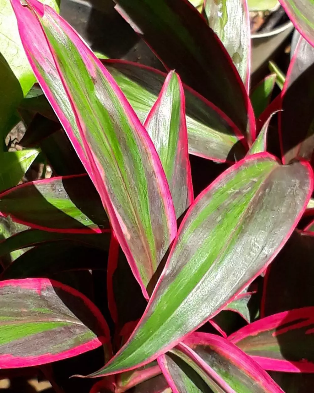 Tanaman hias daun merah hijau Instagram © 2021 brilio.net Tanaman hias daun merah hijau Instagram © 2021 brilio.net