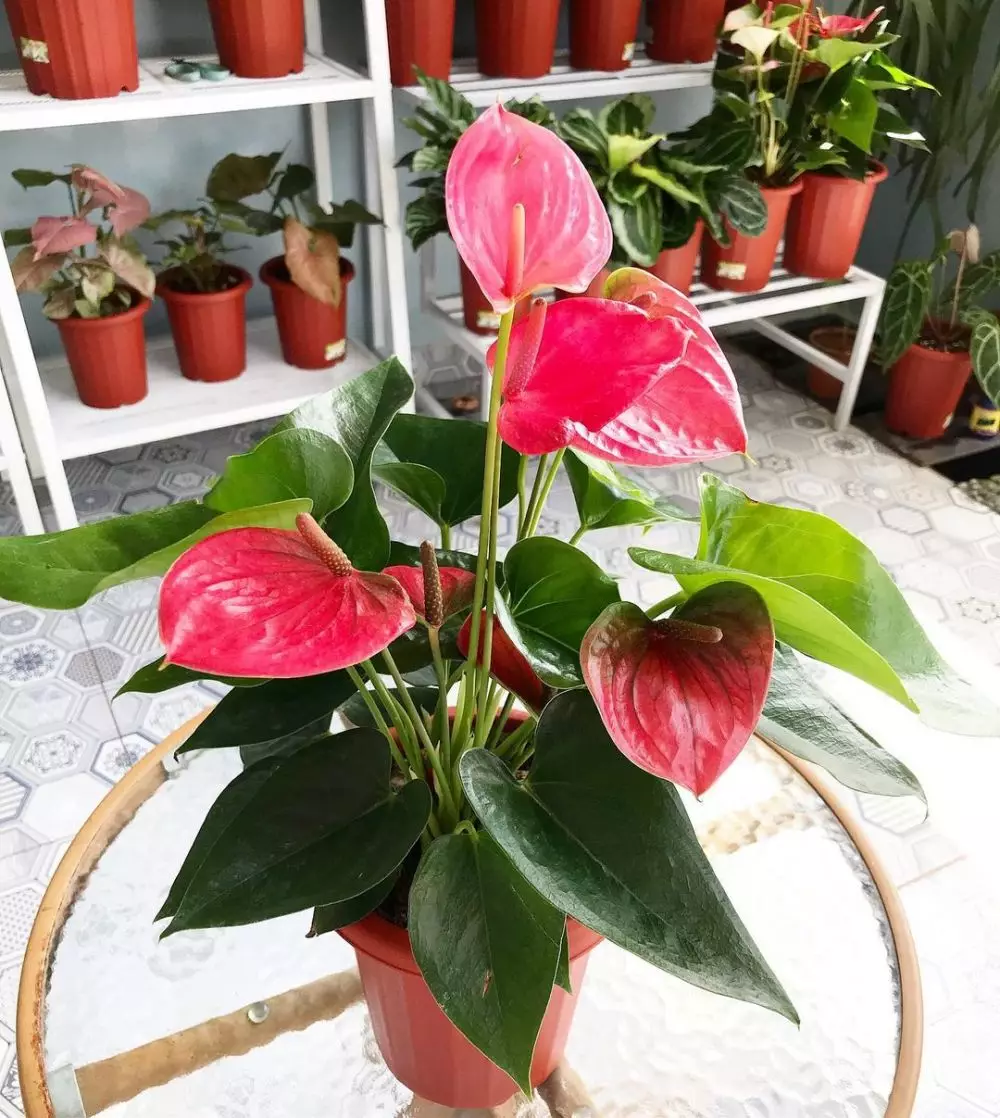 Tanaman hias daun merah hijau Instagram © 2021 brilio.net Tanaman hias daun merah hijau Instagram © 2021 brilio.net