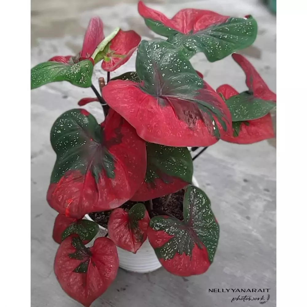 Tanaman hias daun merah hijau Instagram © 2021 brilio.net Tanaman hias daun merah hijau Instagram © 2021 brilio.net