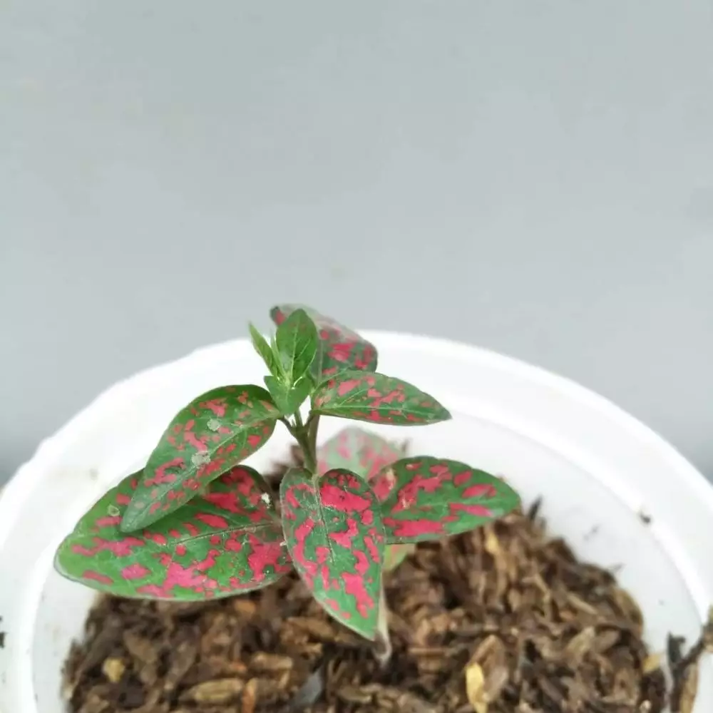 Tanaman hias daun merah hijau Instagram © 2021 brilio.net Tanaman hias daun merah hijau Instagram © 2021 brilio.net