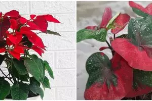 6 Tanaman hias daun merah hijau, unik dan memanjakan mata