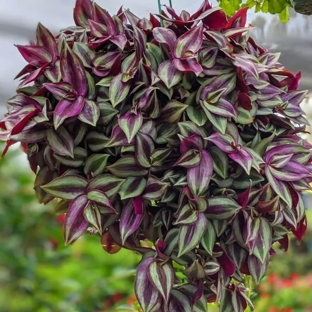 cara menanam dan merawat tradescantia Instagram © 2021 brilio.net