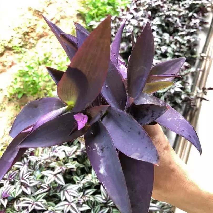 cara menanam dan merawat tradescantia Instagram © 2021 brilio.net