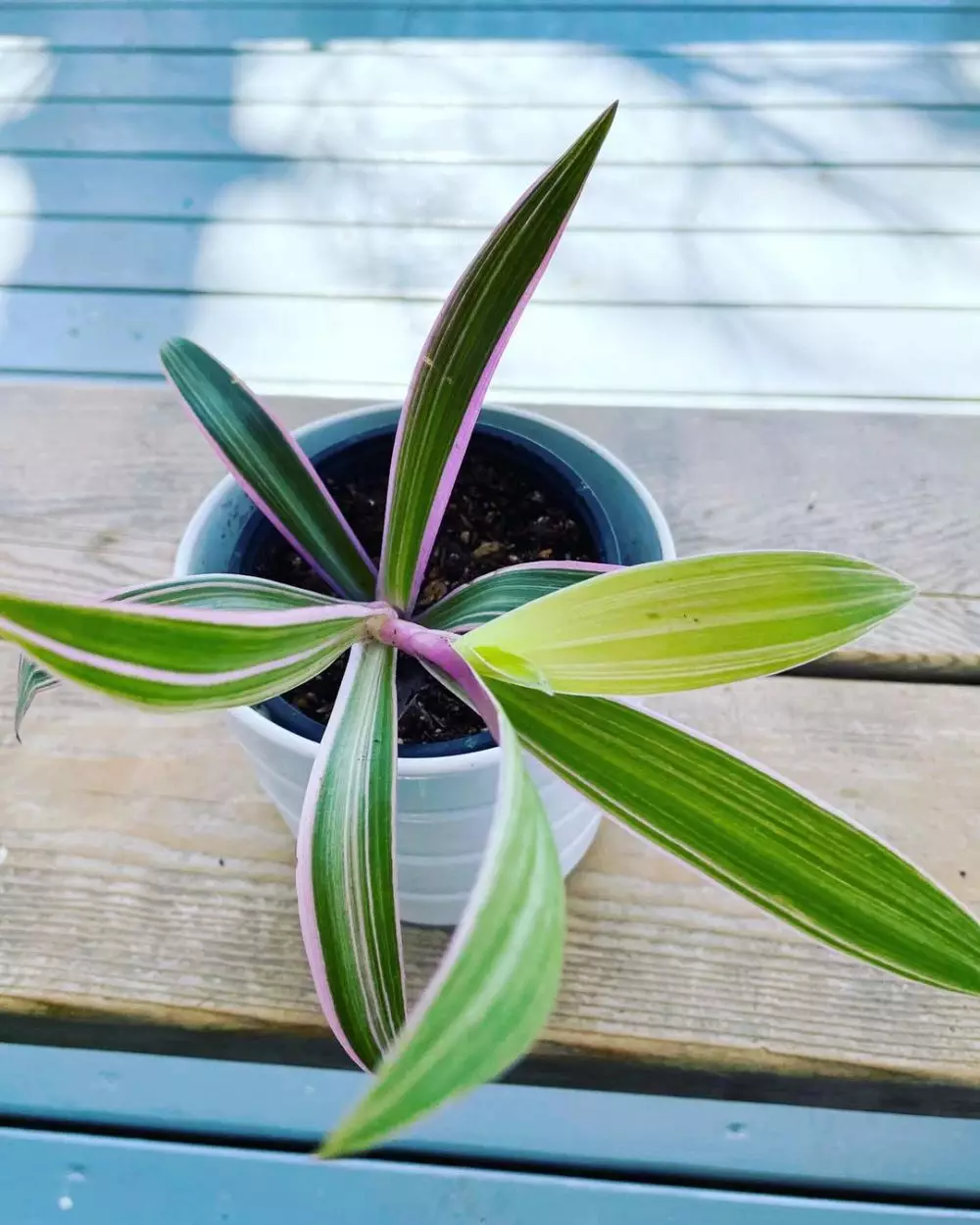 cara menanam dan merawat tradescantia Instagram © 2021 brilio.net