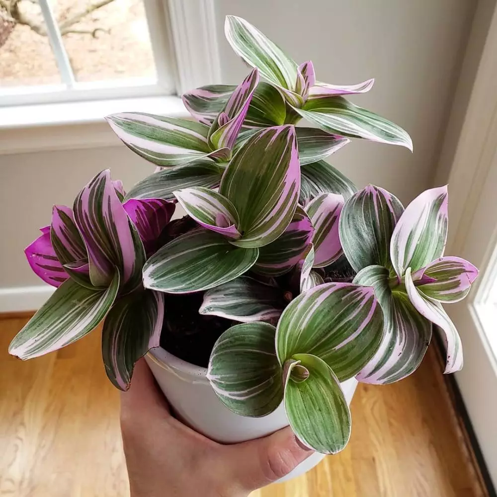 cara menanam dan merawat tradescantia Instagram © 2021 brilio.net