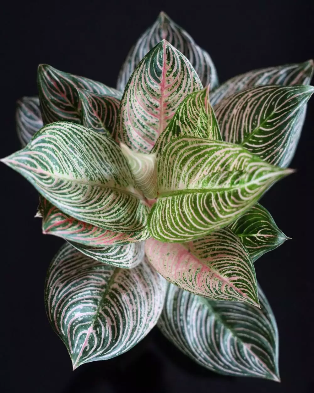 menanam aglonema golden hope ©Instagram