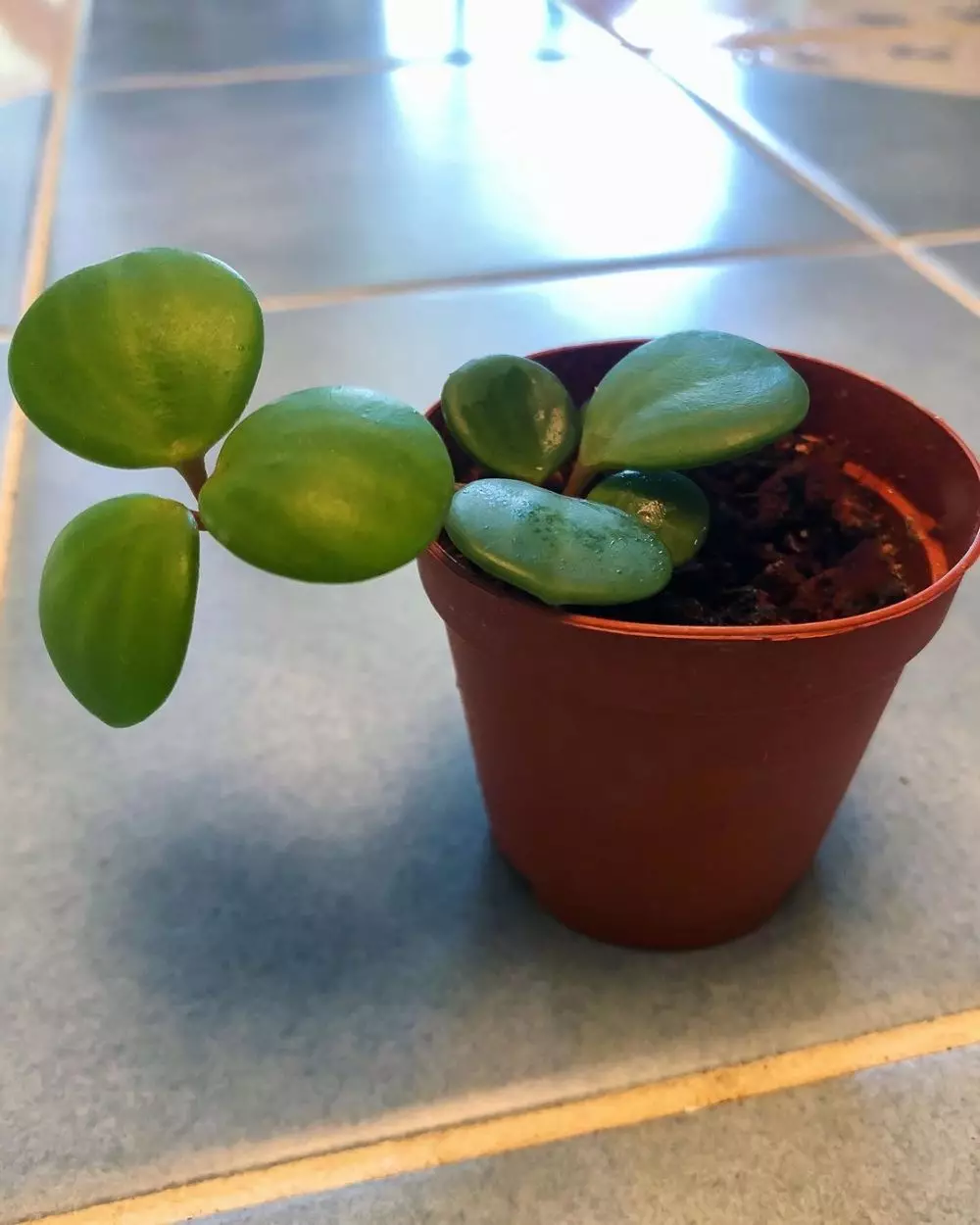 daun semangka Peperomia © Instagram daun semangka Peperomia © Instagram