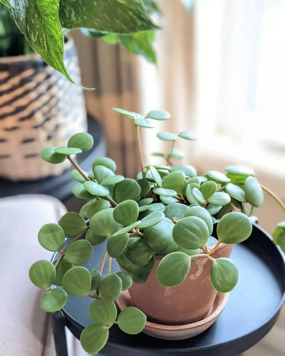 daun semangka Peperomia © Instagram daun semangka Peperomia © Instagram