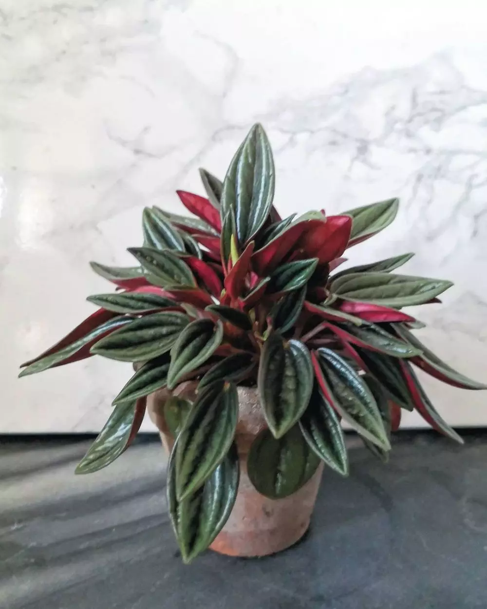 daun semangka Peperomia © Instagram daun semangka Peperomia © Instagram