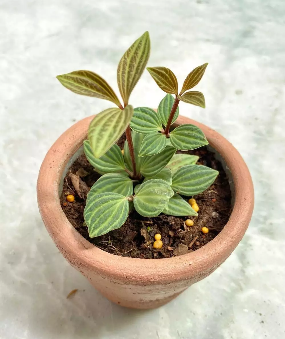 daun semangka Peperomia © Instagram daun semangka Peperomia © Instagram