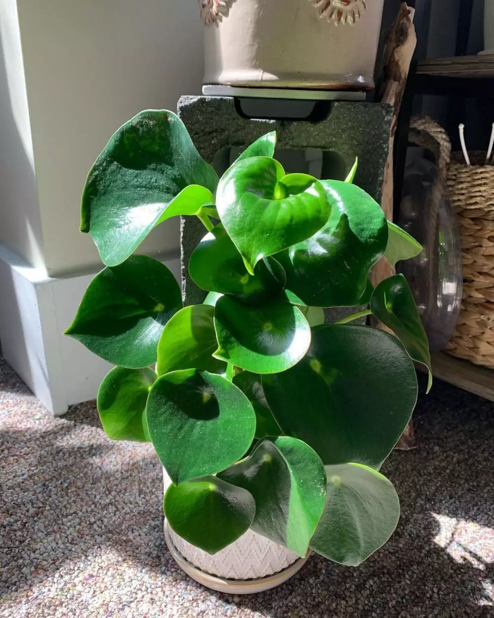 daun semangka Peperomia © Instagram daun semangka Peperomia © Instagram