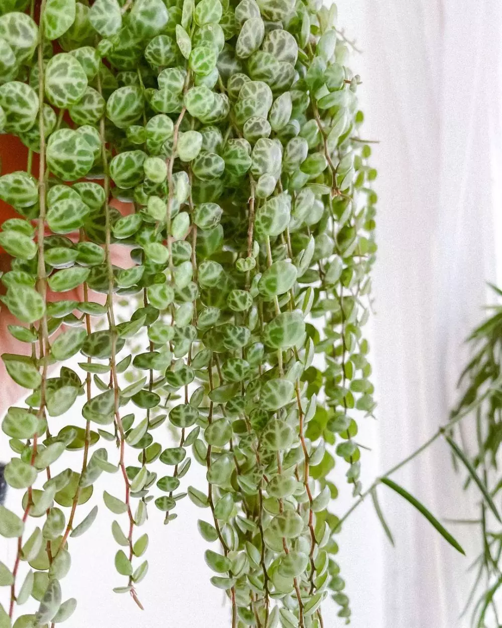 daun semangka Peperomia © Instagram daun semangka Peperomia © Instagram