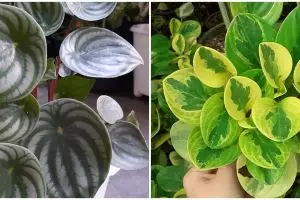 10 Tanaman hias daun semangka Peperomia, cantik dan mudah dirawat