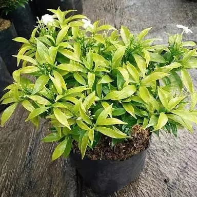 cara merawat sabrina gantung ©Instagram