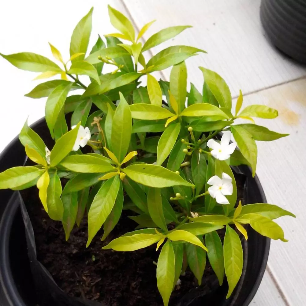 cara merawat sabrina gantung ©Instagram