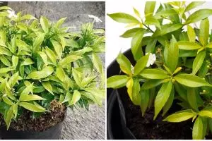 8 Cara merawat tanaman hias gantung bunga sabrina, mudah dan efektif