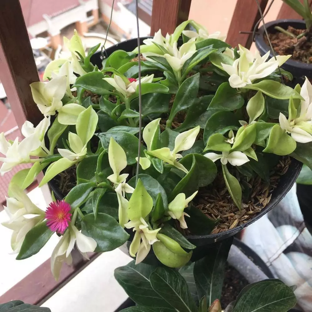 tanaman hias gantung baby sun rose Instagram © 2021 brilio.net