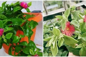 Cara merawat tanaman hias gantung baby sun rose agar subur