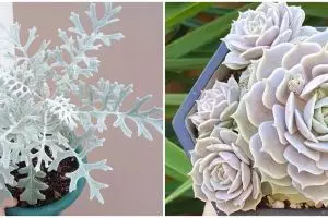 5 Tanaman hias daun perak yang eksotis, rumah jadi lebih cantik