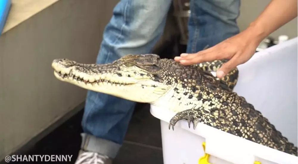 Denny Cagur bawa buaya © YouTube