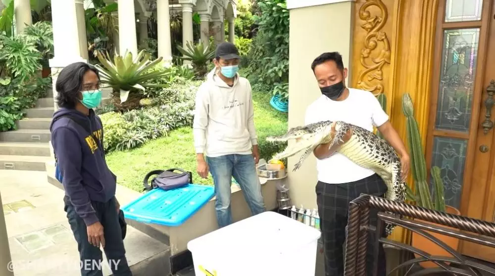 Denny Cagur bawa buaya © YouTube