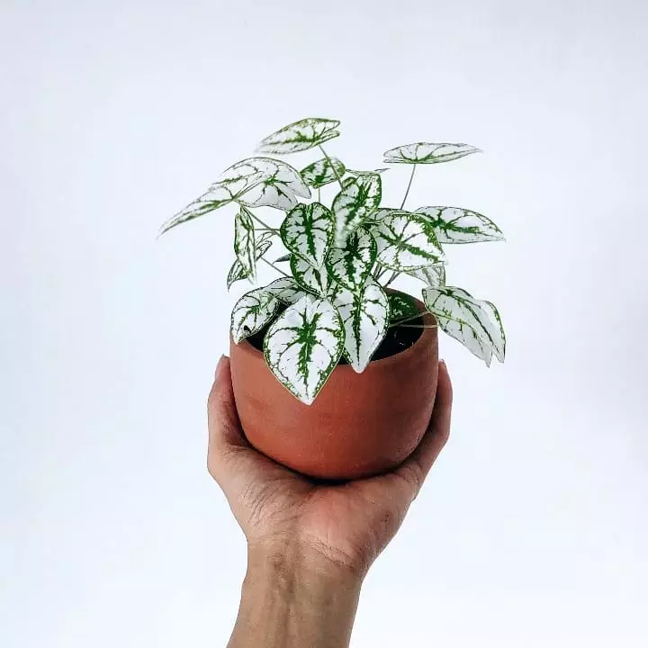 Mengenal keladi liliput Instagram