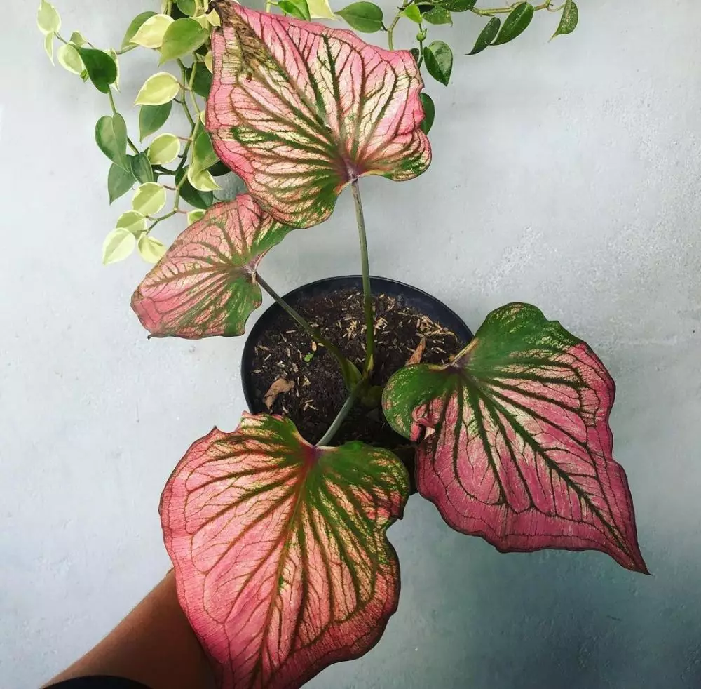 Mengenal keladi infinity merah Instagram