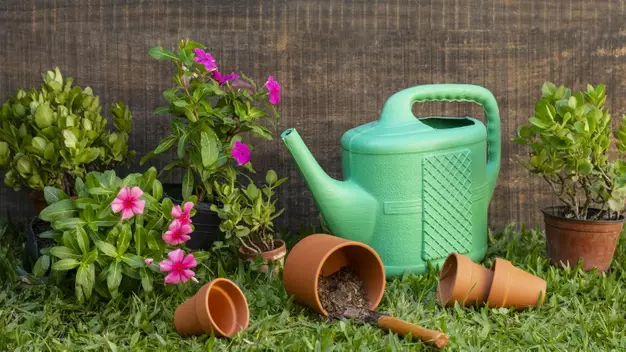 Cara merawat keladi merah hijau green spider © Istimewa Cara merawat keladi merah hijau green spider © Istimewa