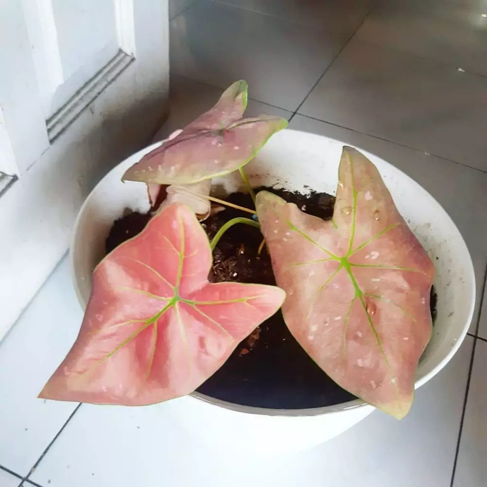 Cara merawat keladi merah hijau green spider © Istimewa