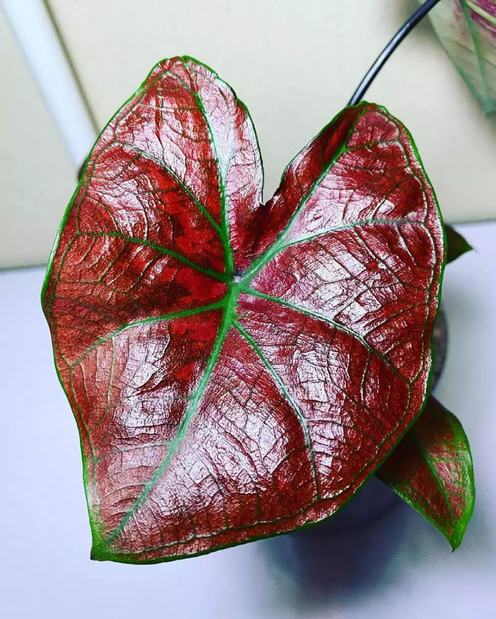 Cara merawat keladi merah hijau green spider © Istimewa