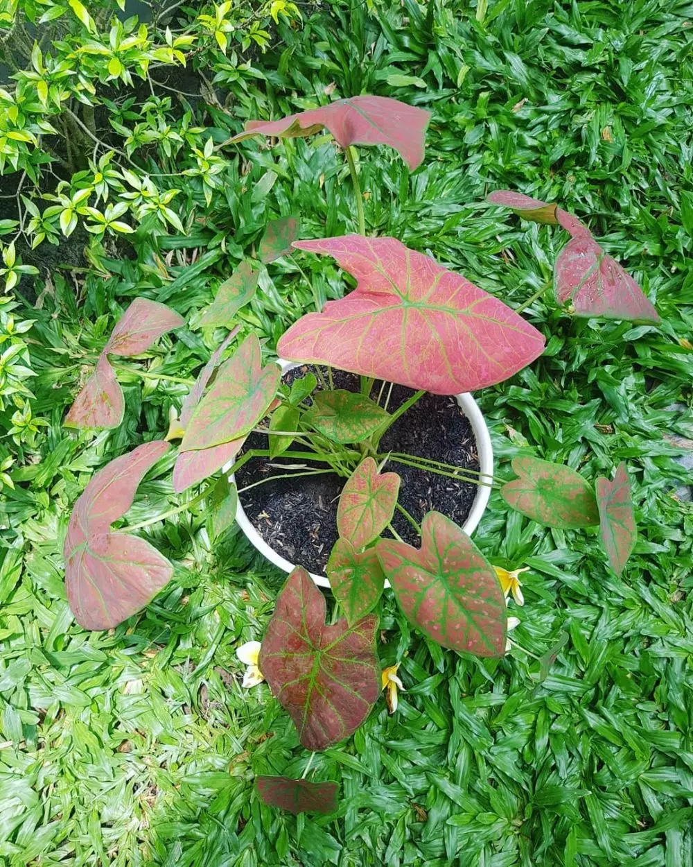 Cara merawat keladi merah hijau green spider © Istimewa