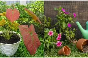 Cara merawat keladi merah hijau green spider, cocok untuk dekor rumah